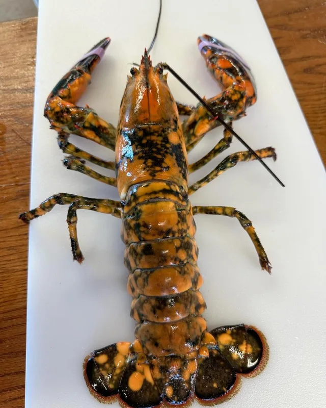 Beautiful live lobster