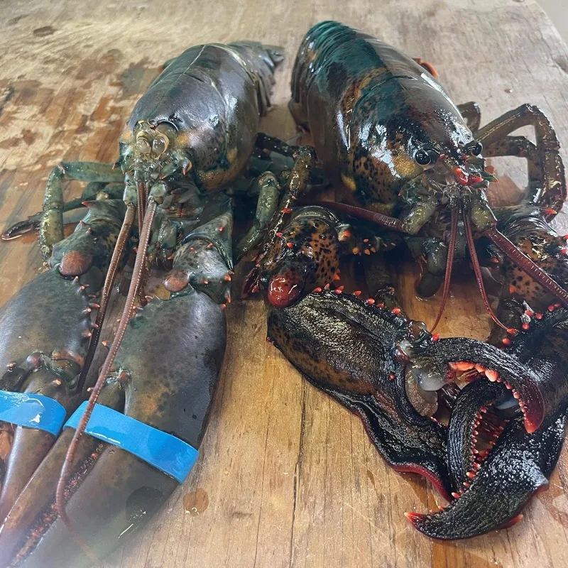 Fresh lobsters from the boat