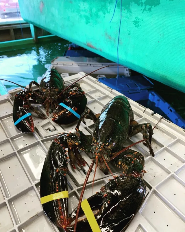 Live lobsters
