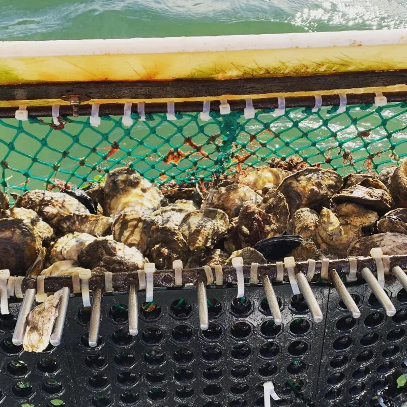 Fresh shellfish from the water